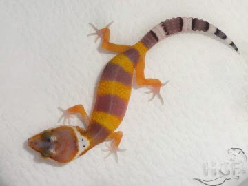 Tangerine poss SHT poss Electric Image 0