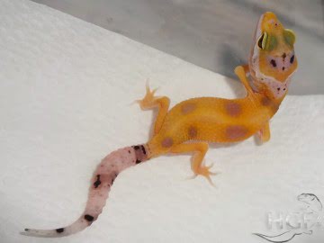 Tangerine Enigma Image 0