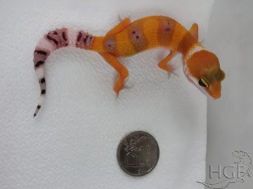 Tangerine poss Electric Image 1