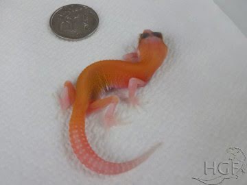 RAPTOR Image 1