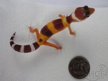 Tangerine poss SHT Image 1