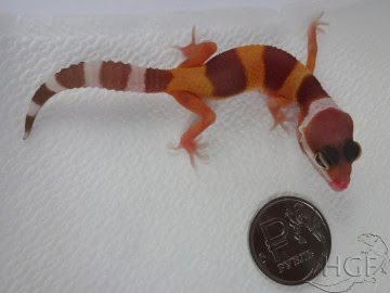 Tremper Albino Image 0
