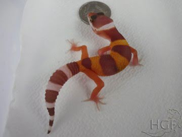 Tremper Albino Image 0