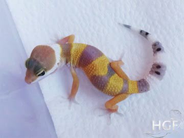 Tangerine poss SHT Image 0
