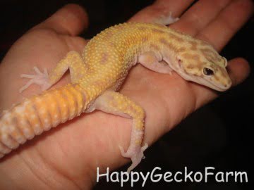 RAPTOR Image 2