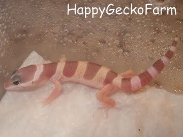 Tremper Albino Image 2