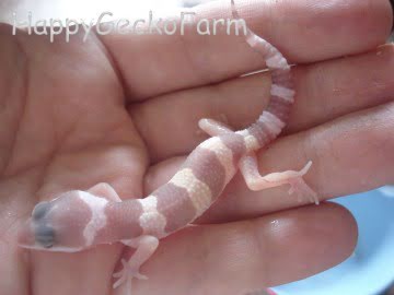 Tremper Albino Image 3