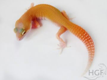 RAPTOR Image 0