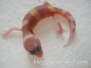 RAPTOR  Ruby Eyes Image 2