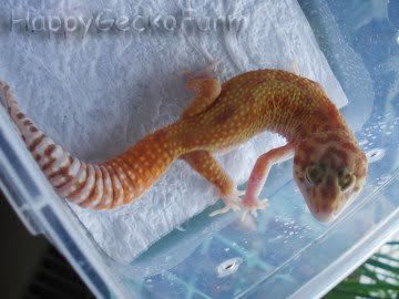 RAPTOR Image 3