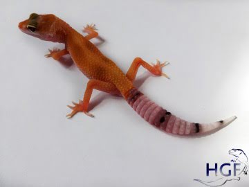 SHT Enigma Image 3