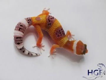 Tangerine poss SHT Image 0