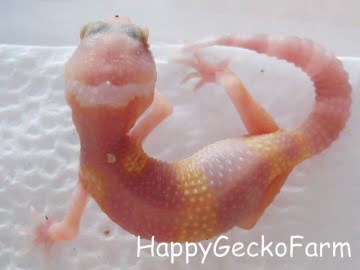 Hypo Tangerine TA Image 1