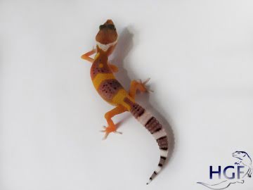 Tangerine poss SHT Image 1