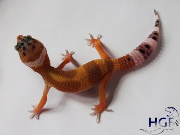 Tangerine poss SHT Image 1