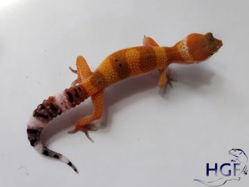 Tangerine poss Electric Image 0