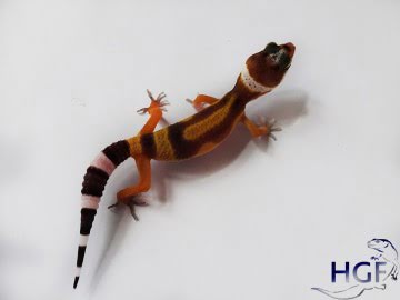 Tangerine poss SHT Image 1