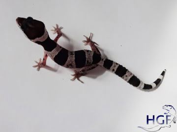 Mack Snow Image 1