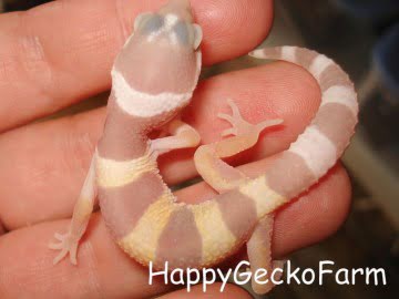 Tremper Albino Image 1