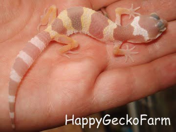 Tremper Albino Image 2