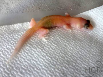 RAPTOR Image 1
