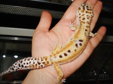 W&Y Hypo Tangerine Image 1