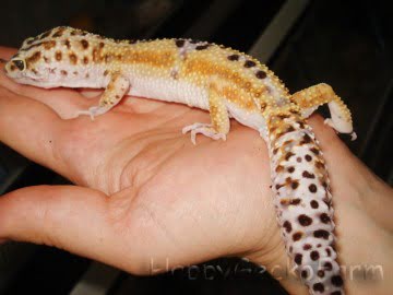 W&Y Hypo Tangerine Image 0