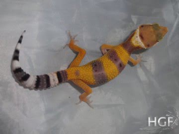 Tangerine poss SHT Image 1