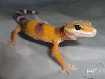 Tangerine poss SHT Image 0