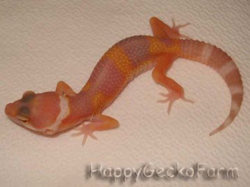 Hypo Tangerine TA Image 0