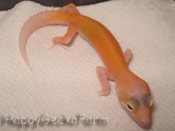 RAPTOR  Ruby Eyes Image 1