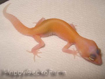 RAPTOR  Ruby Eyes Image 1