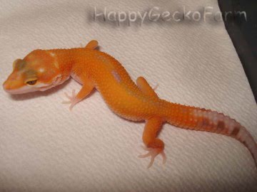 APTOR  Reverse Stripe Image 0