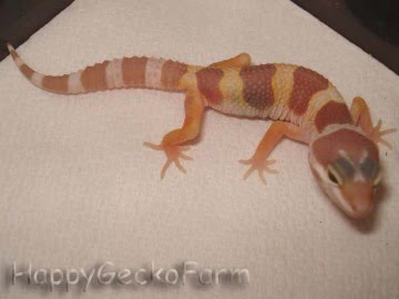 Tremper Albino Image 1