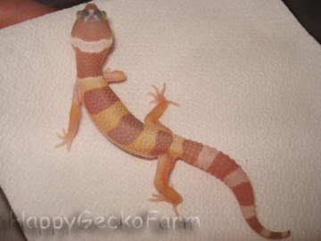 Tremper Albino Image 0