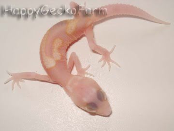 RAPTOR  Ruby Eyes Image 2