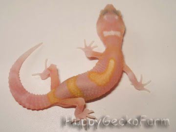 RAPTOR  Ruby Eyes Image 2