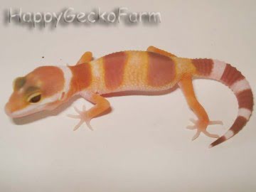 Sunglow Image 4