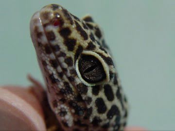 Normal Image 4