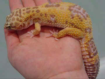 Tangerine Tremper Albino