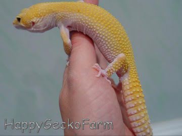 RaptoGlow Image 2