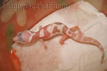 Jungle Mack Snow TA Image 3