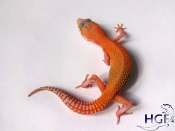 RAPTOR Image 0