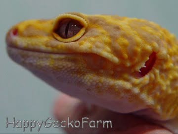 Sunglow het RAPTOR Image 2