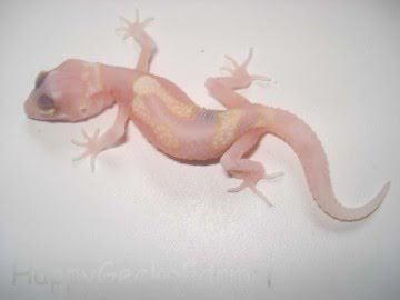RAPTOR  Ruby Eyes Image 1