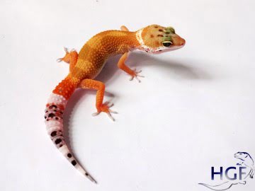 Tangerine poss SHT Image 0