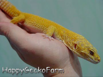 Sunglow het RAPTOR Image 3