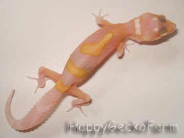 RAPTOR  Ruby Eyes Image 1