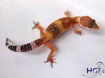 Tangerine poss SHT Image 0