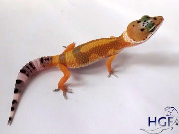 Tangerine poss SHT Image 0